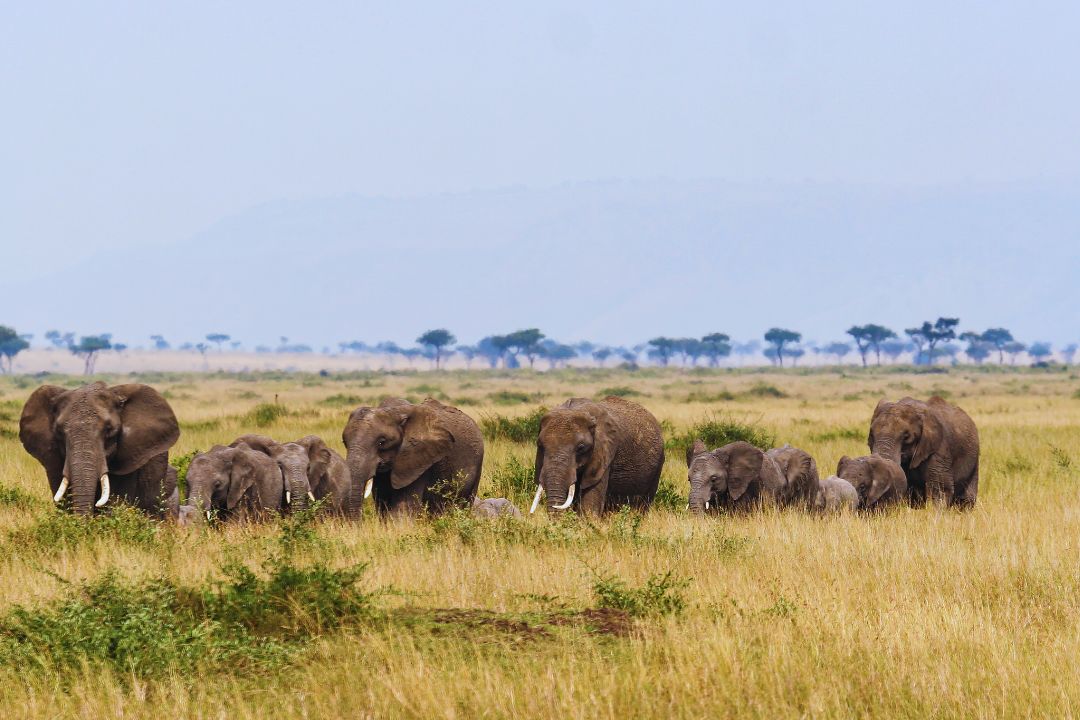 Serengeti plains, Tanzania