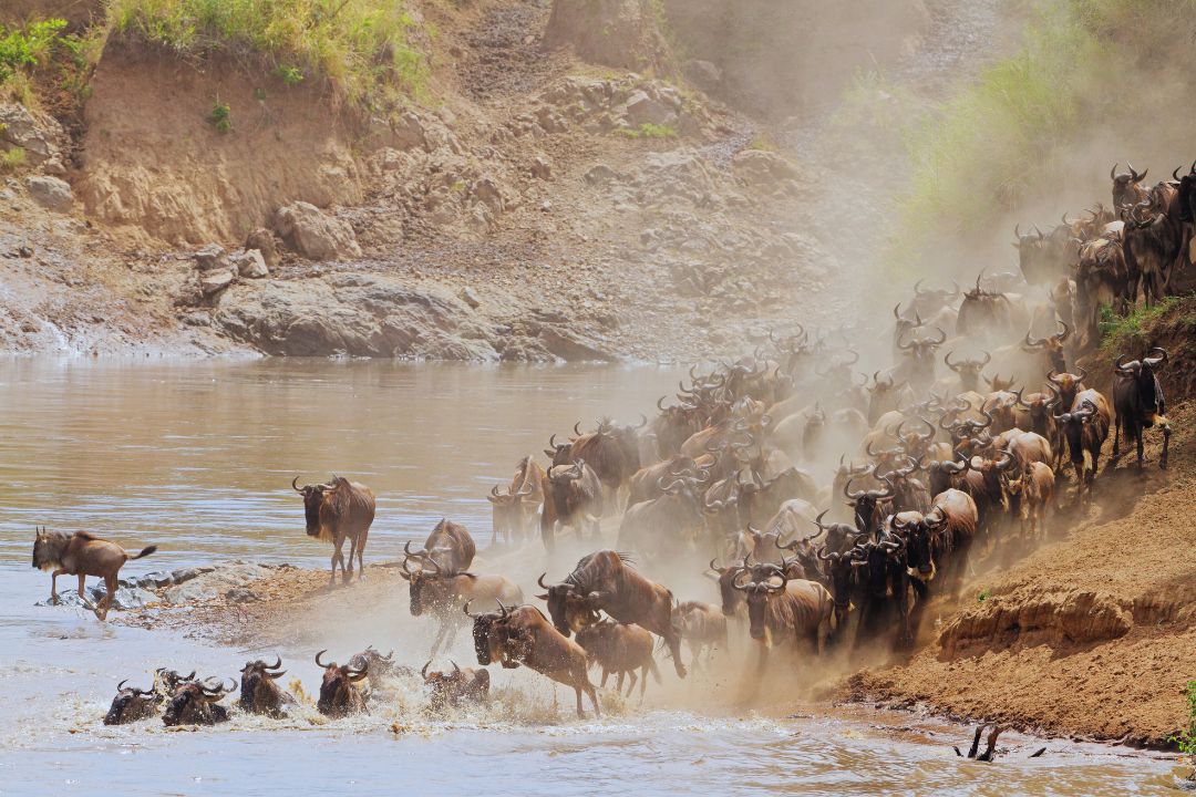 Wildebeest crossing a river in the Serengeti
