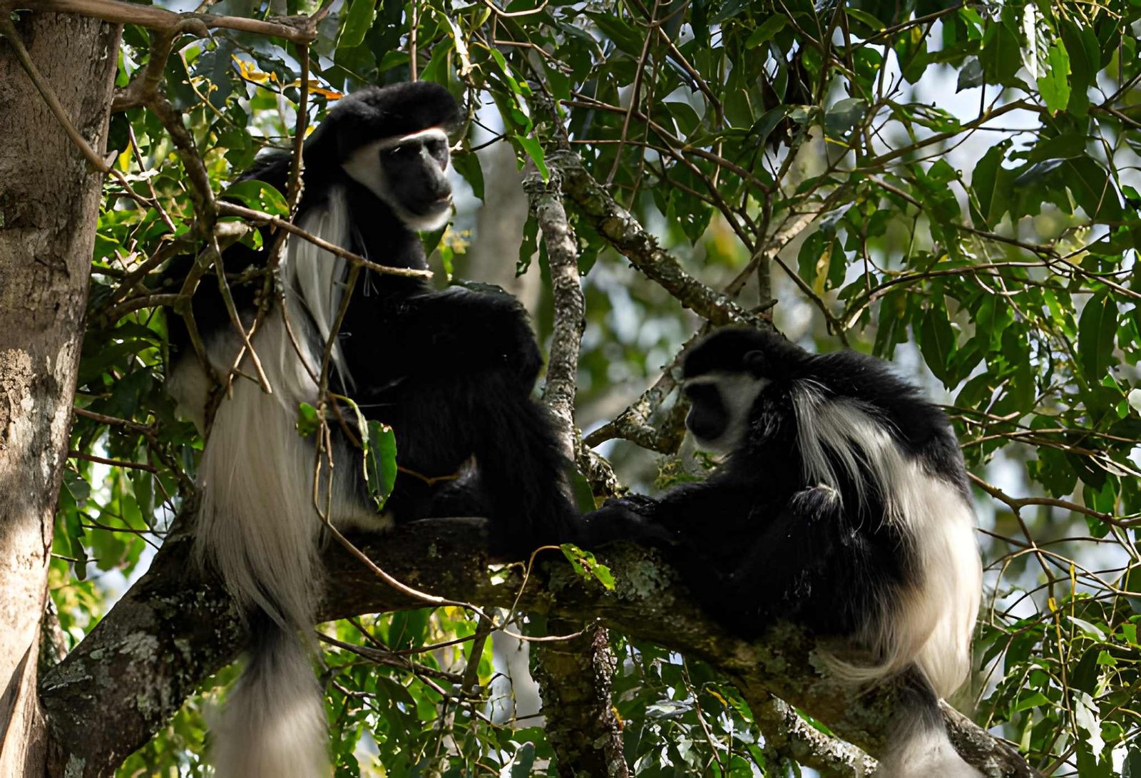 Arusha National Park