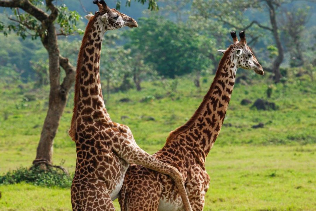 Giraffe in Arusha National Park Tanzania