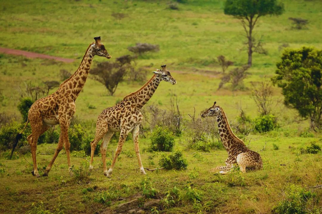 Zebras grazing in Arusha National Park