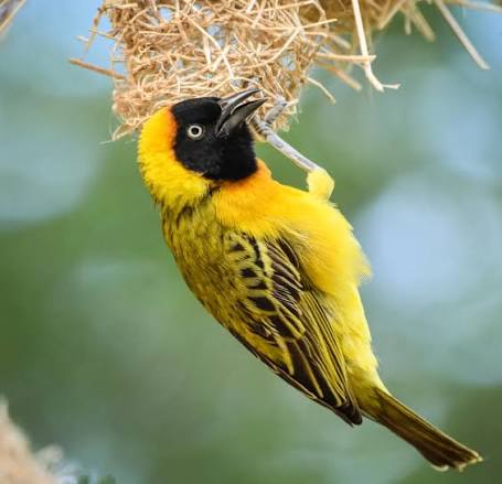 Birdlife