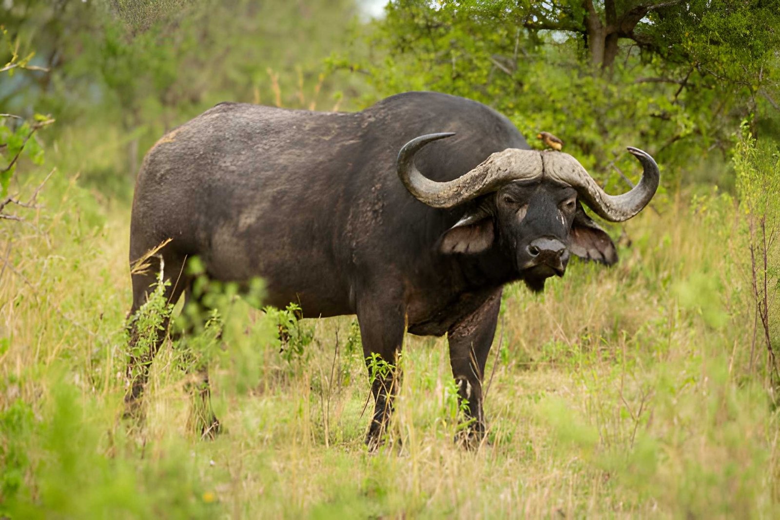 African buffaloes