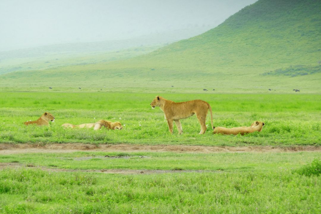 Wildlife and grasslands within the Ngorongoro caldera