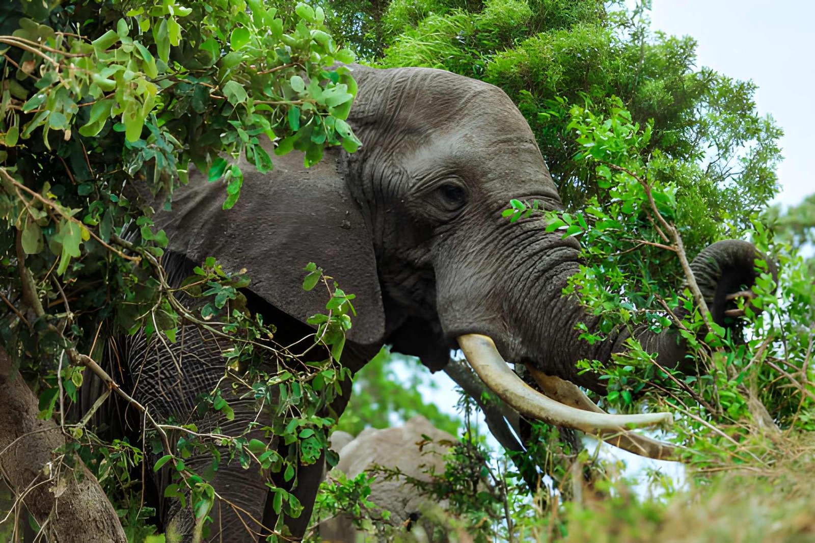Elephant in Lake Manyara National Park Tanzania