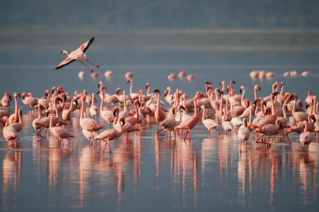 Flamingos along the shores of Lake Manyara