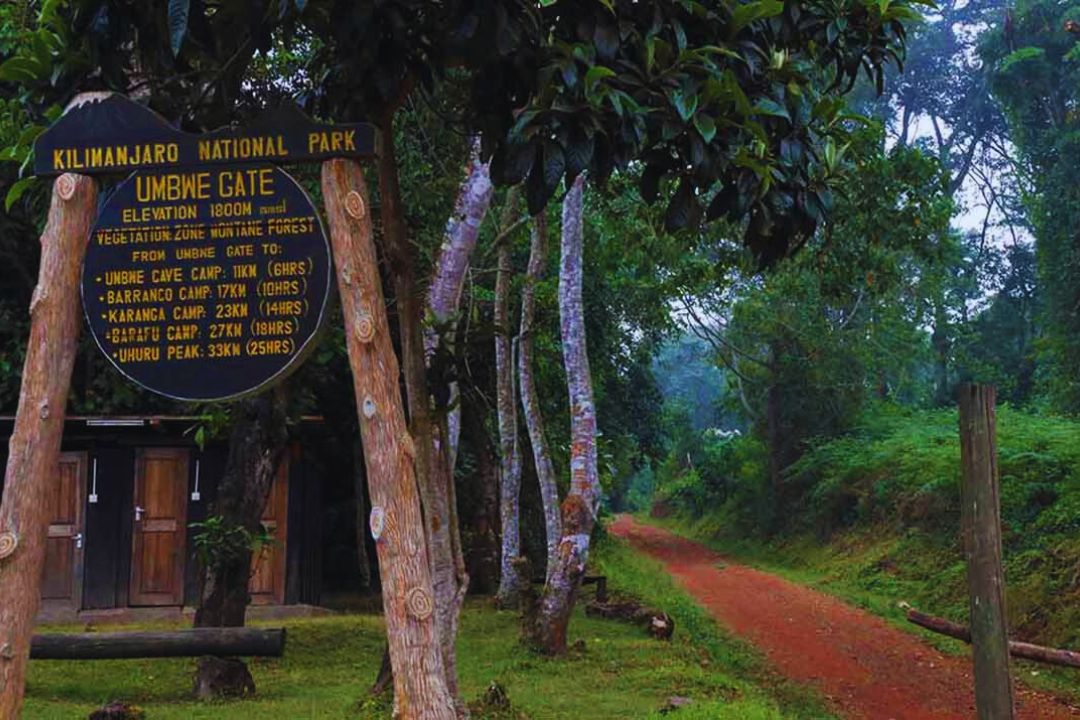 Hikers trekking through Kilimanjaro montane rainforest