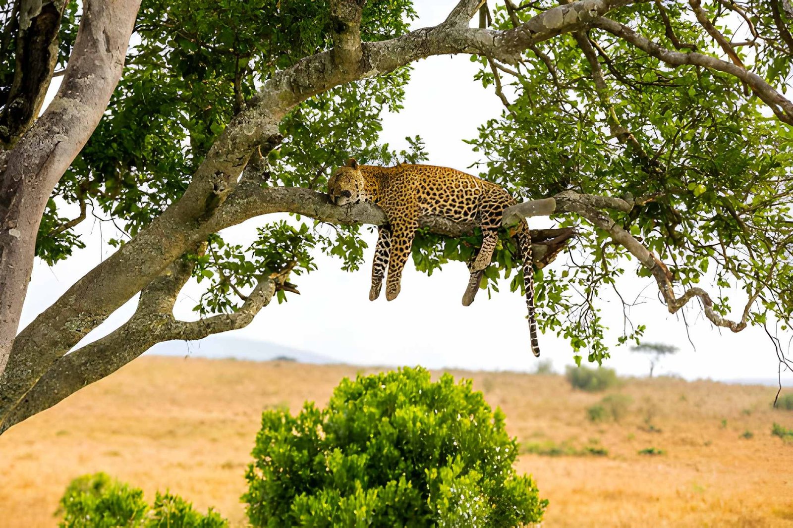 Acacia trees and kopjes in central Serengeti