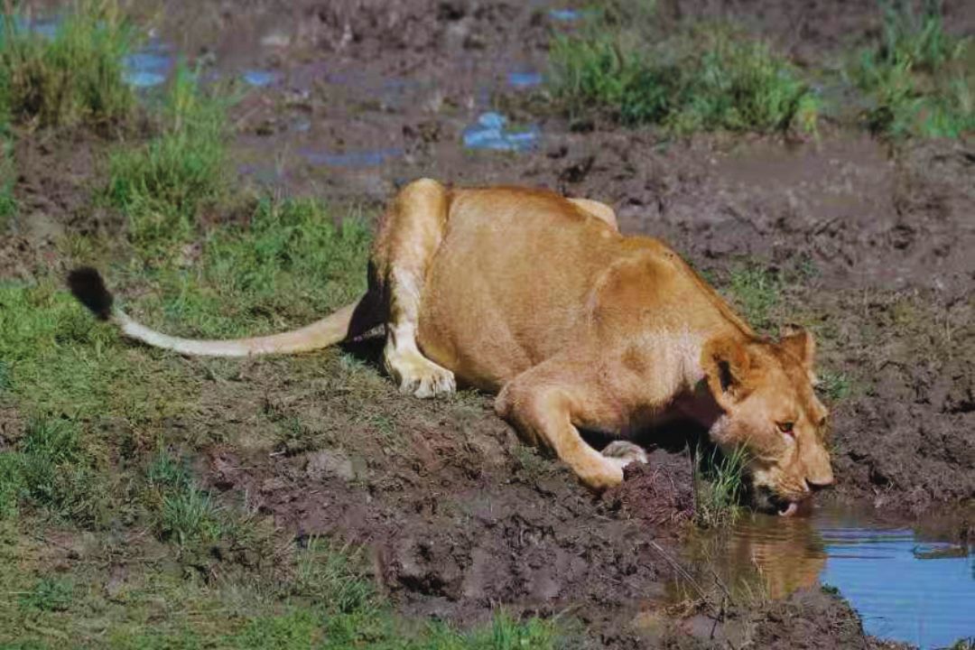 Lions