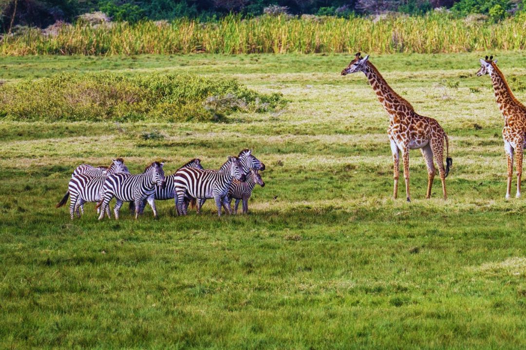 Grasslands below the Rift Valley escarpment