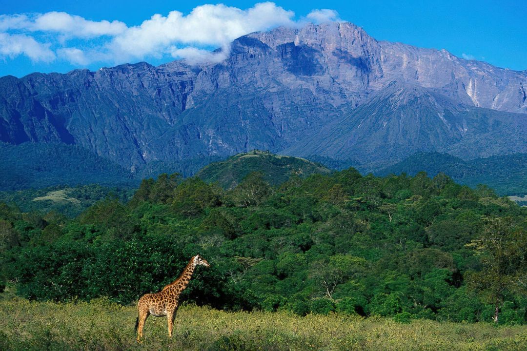 Mount Meru rising above Arusha National Park