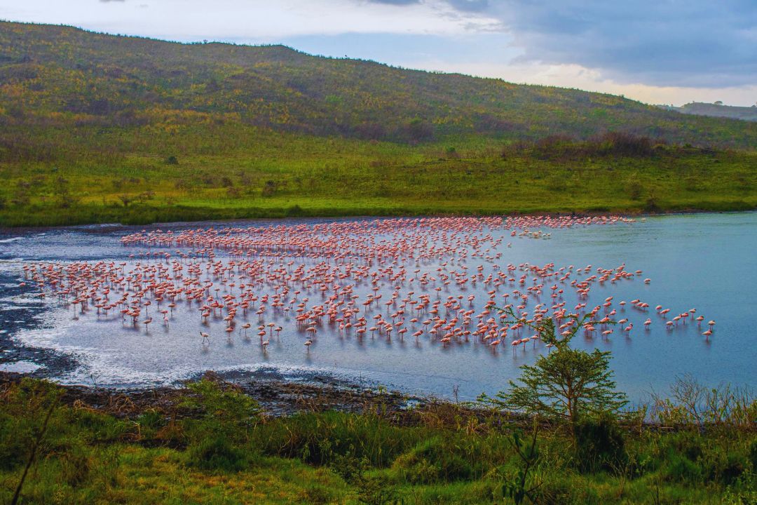 Flamingos and waterbirds at the Momella Lakes