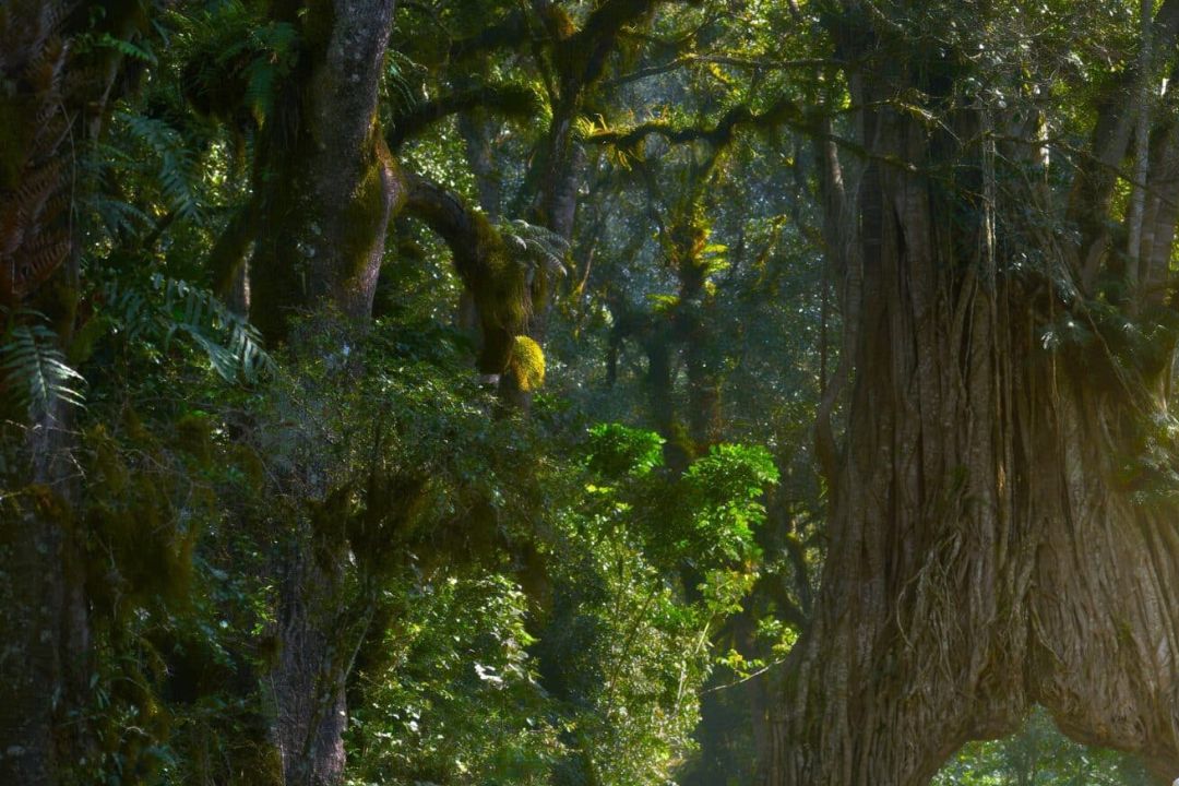 Hikers trekking through Kilimanjaro montane rainforest
