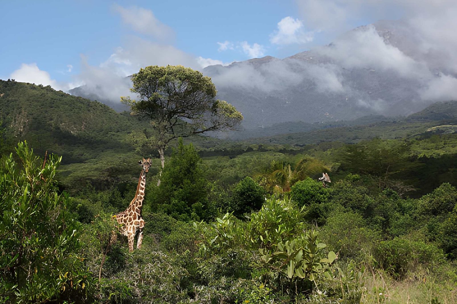 Moorland on Mount Meru