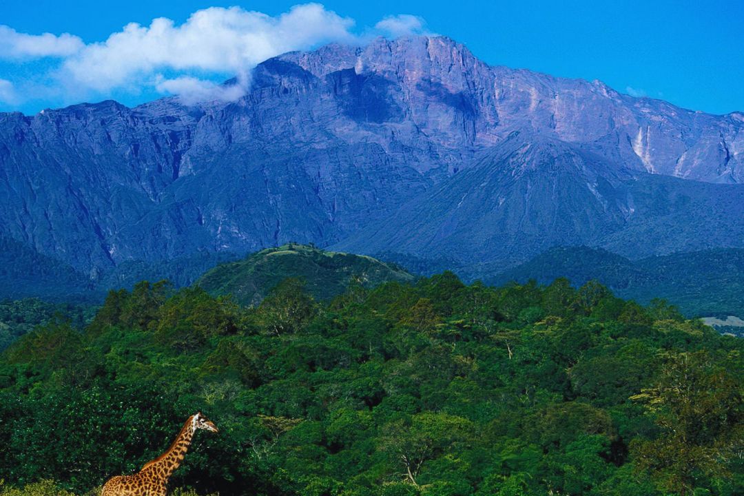 Forest landscape on the slopes of Mount Meru