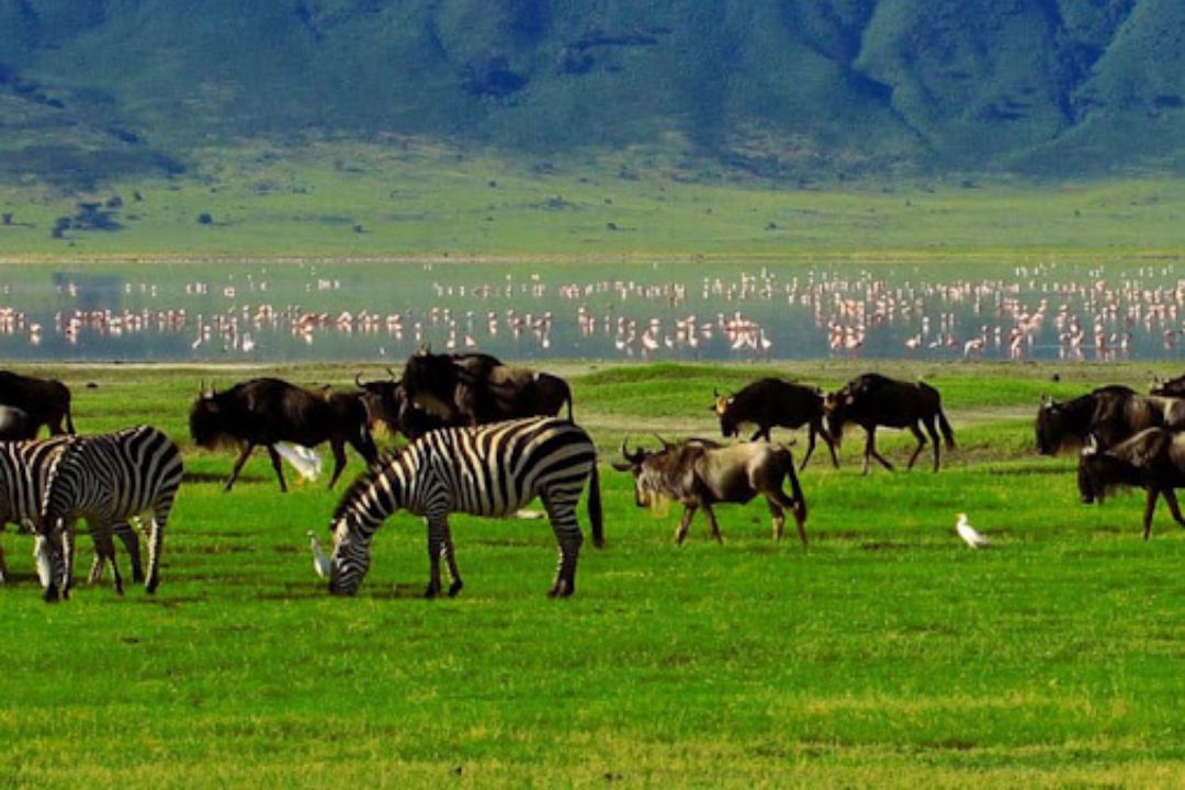 View from the Ngorongoro crater rim