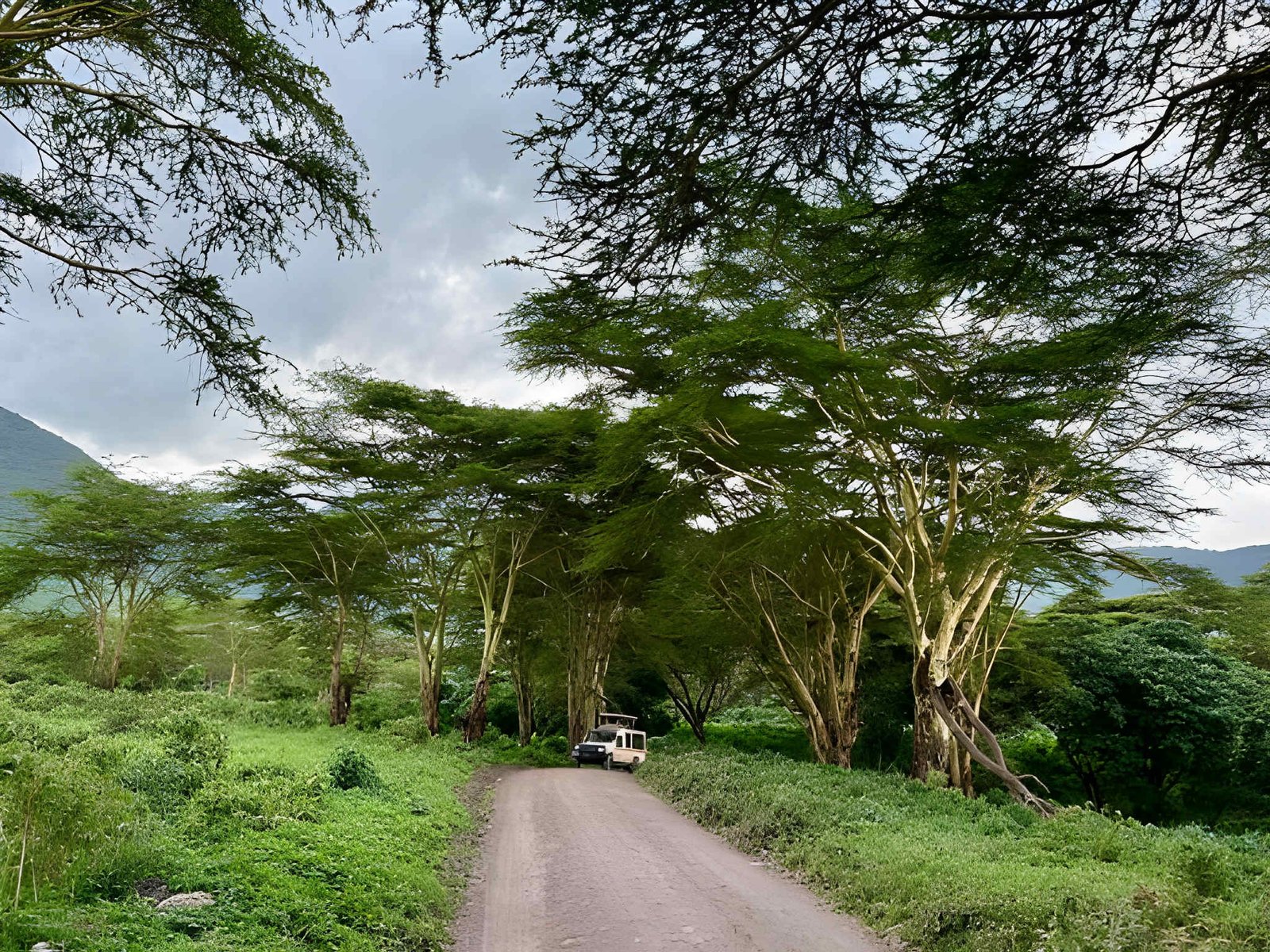 African elephants in the woodland habitats of Ngorongoro