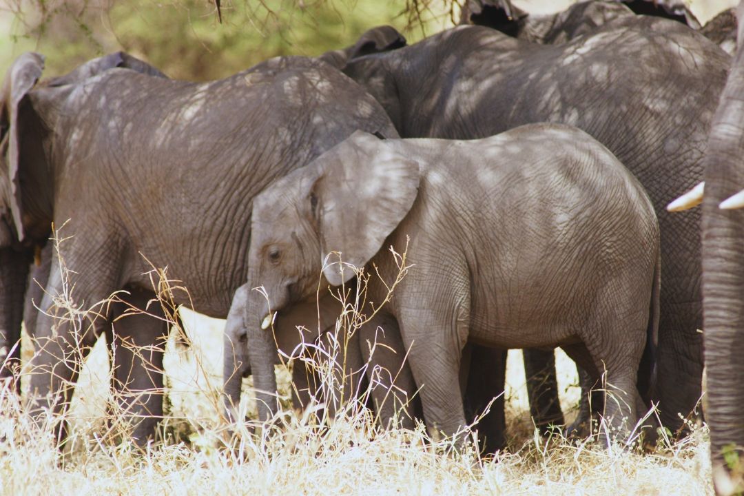 African elephants