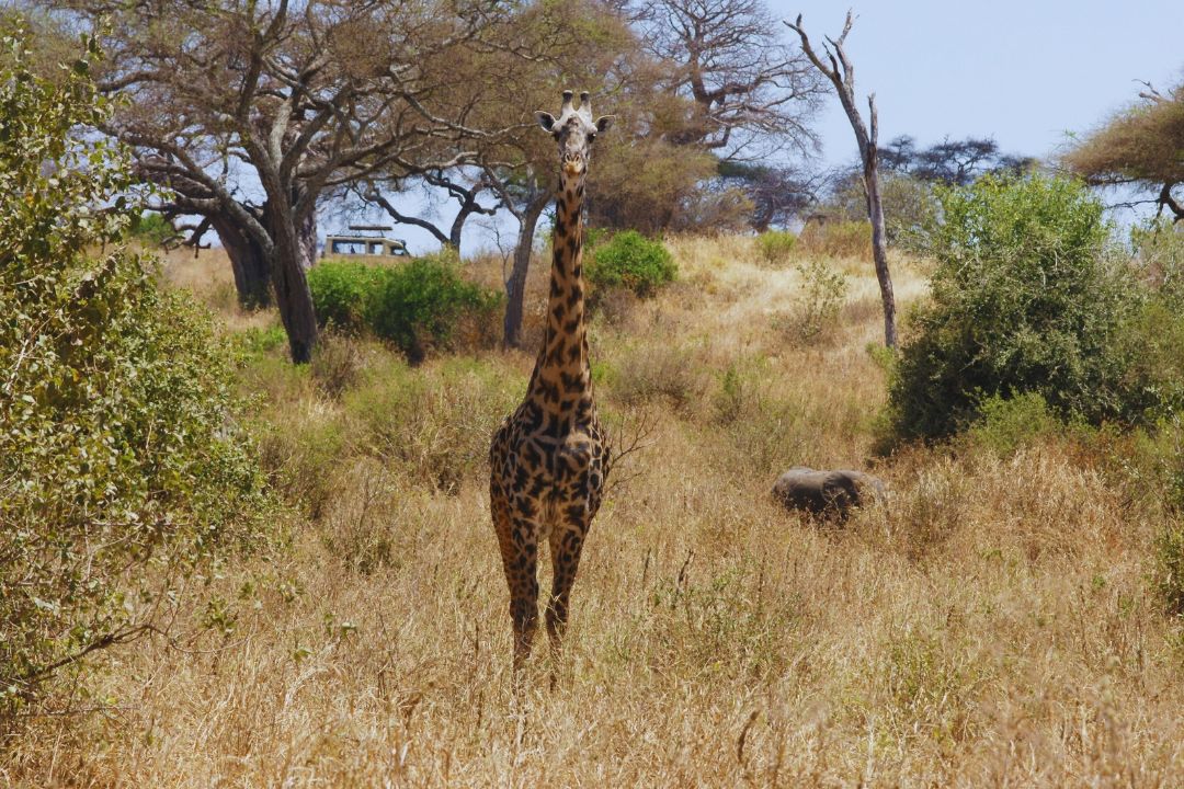 Giraffes