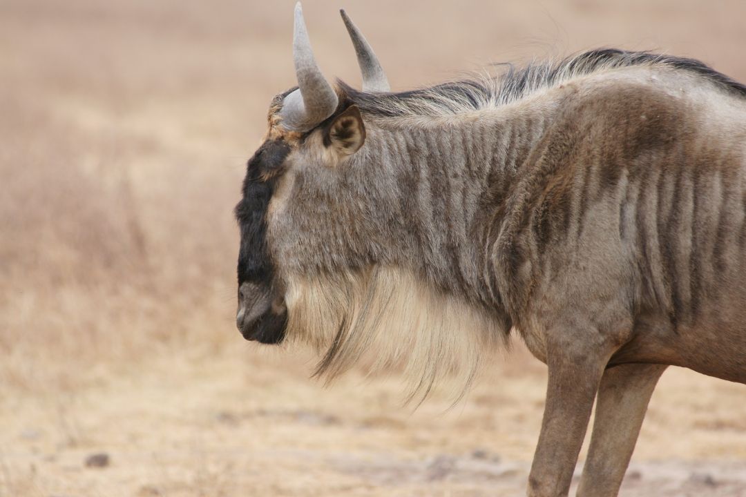 Wildebeest