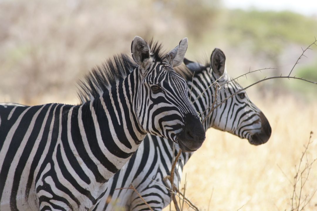 Zebras