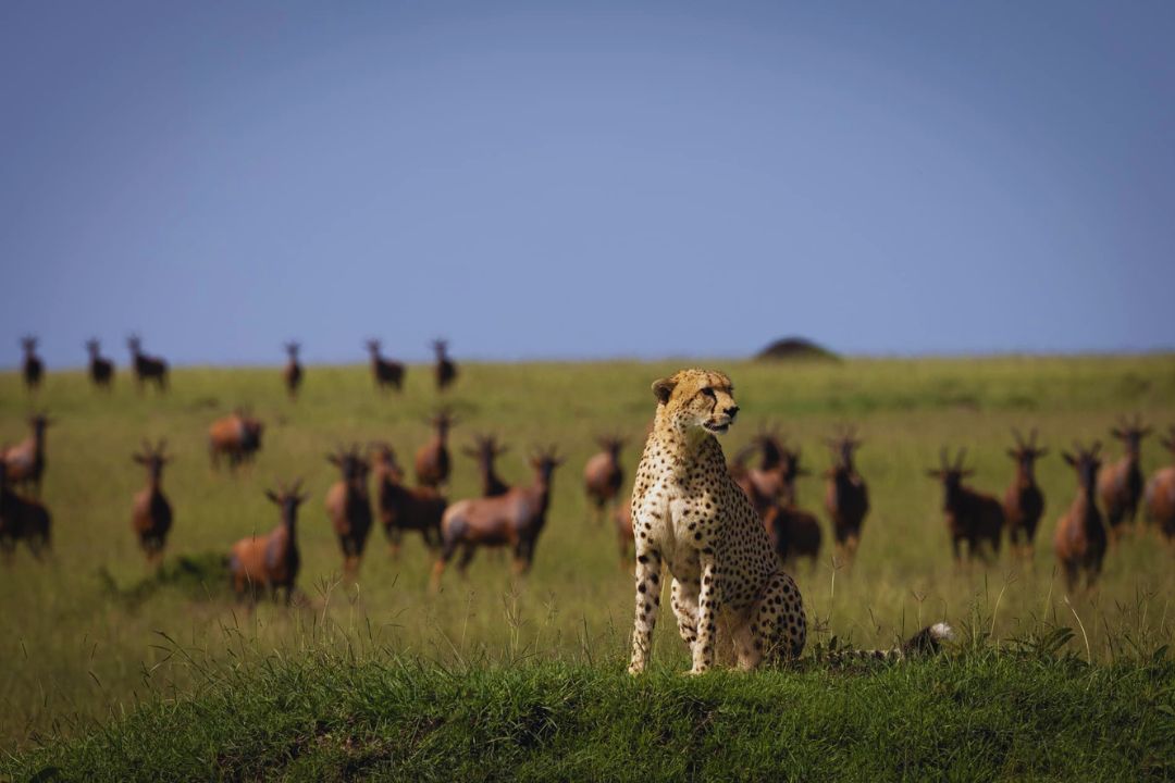 Open grasslands of the southern Serengeti