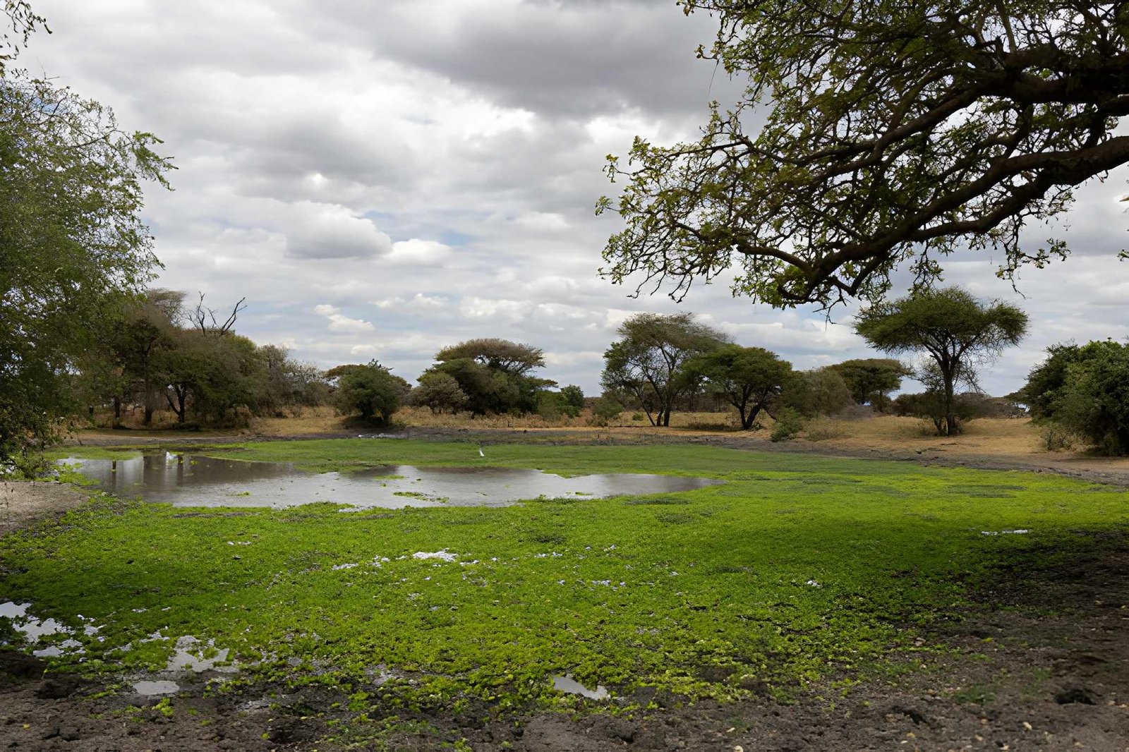 Seasonal swamp in Tarangire National Park