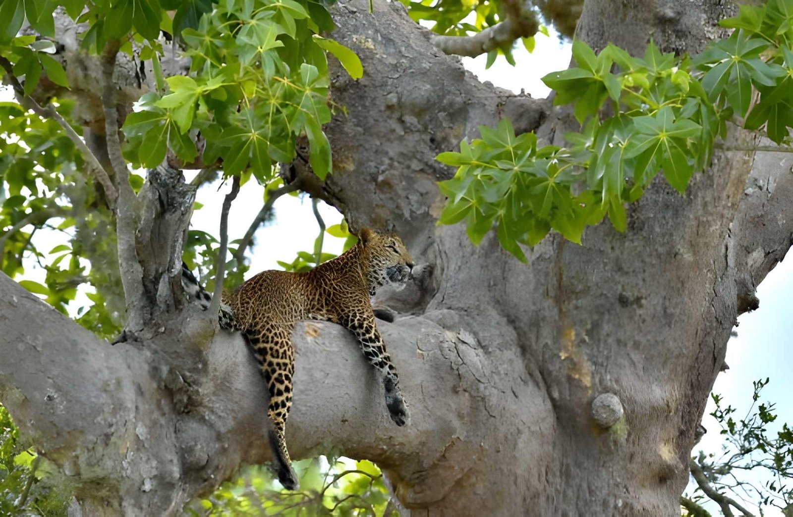 Leopards