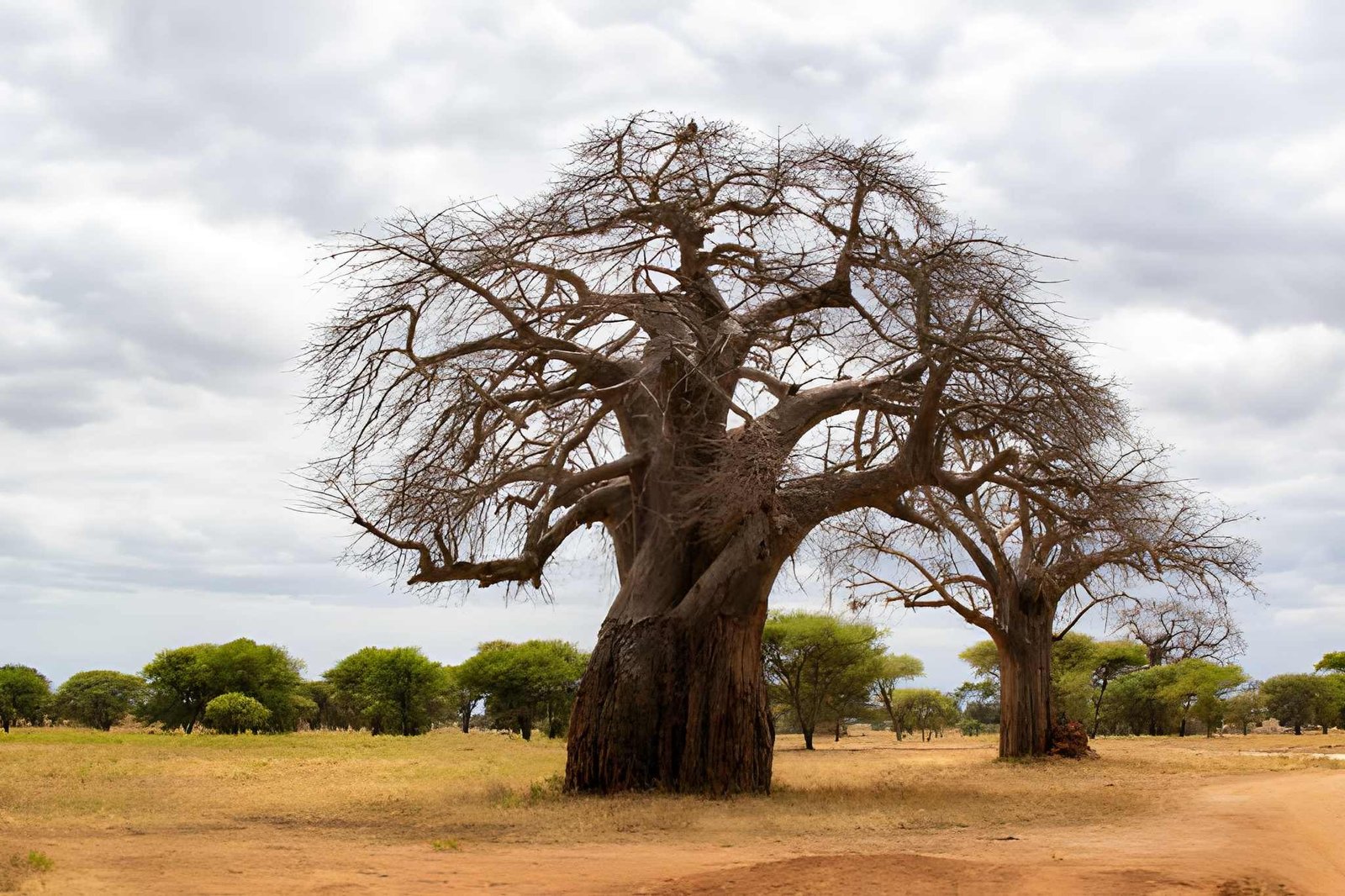 Baobab trees on the Tarangire plains