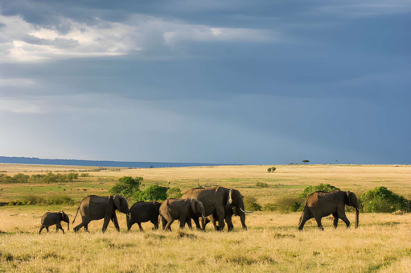 Tarangire National Park savannah landscape in Tanzania