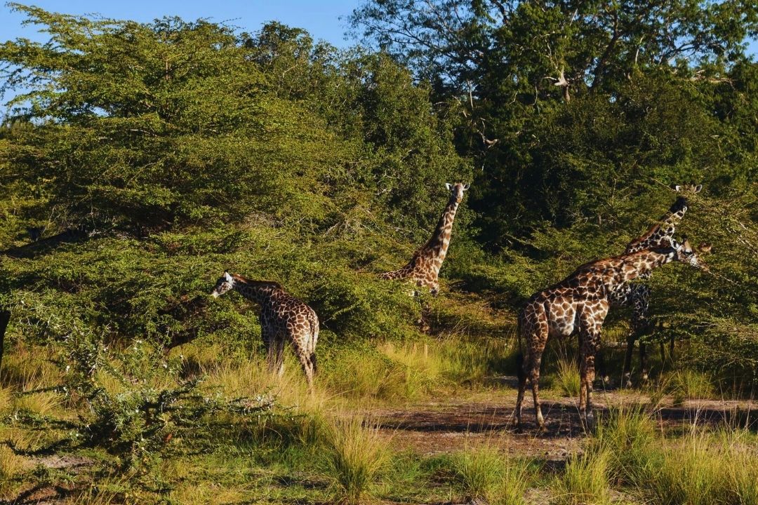 Acacia woodland in Lake Manyara National Park