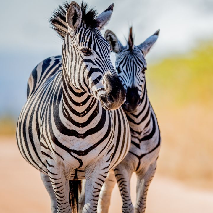 Zebras and wildebeest grazing on the Ngorongoro Crater floor