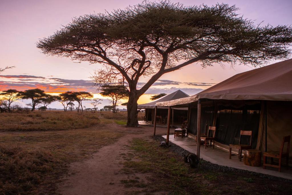 Budget safari camping in Tanzania