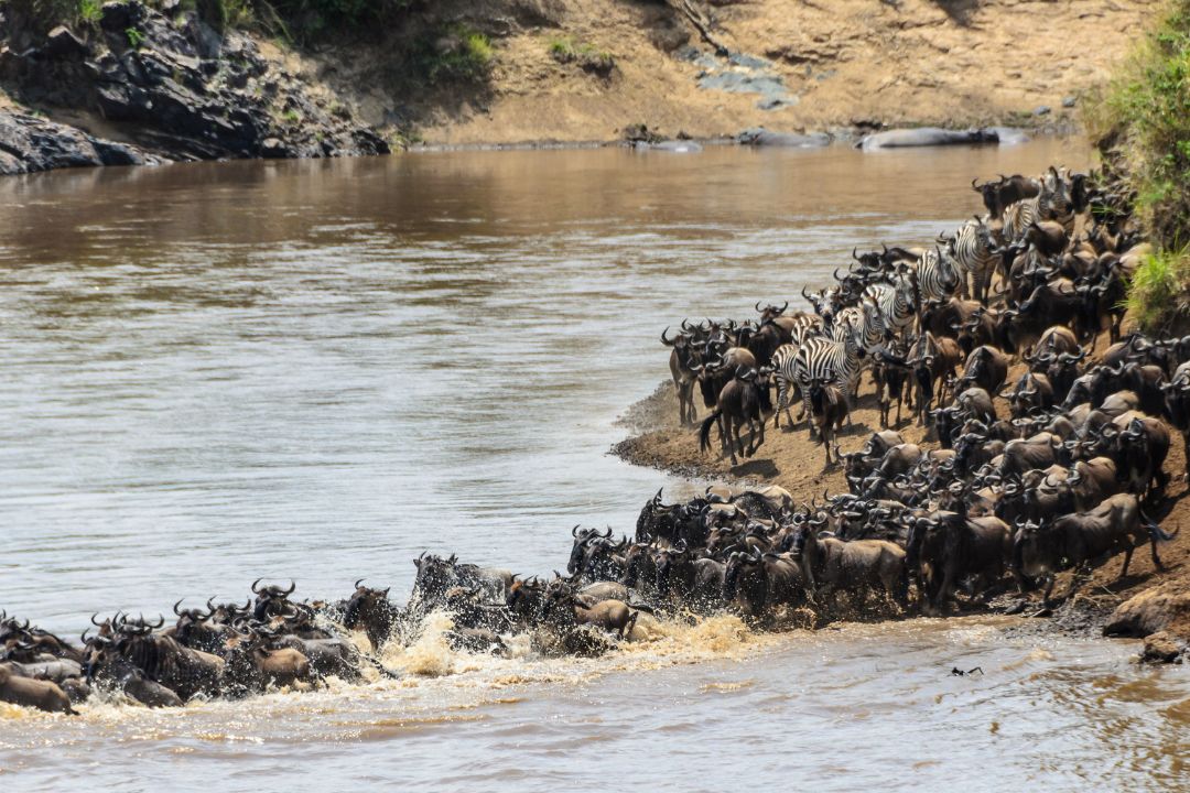 Wildebeest migration river crossing in the Serengeti
