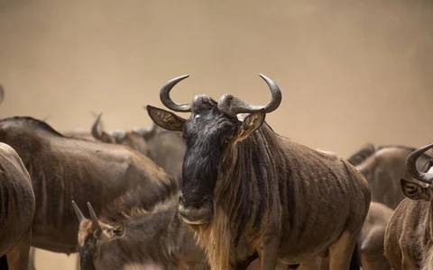 Wildebeest herds of the Great Migration in the Serengeti, Tanzania