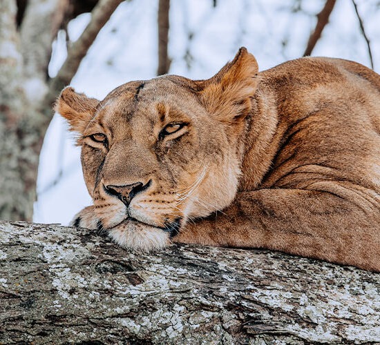 lion 