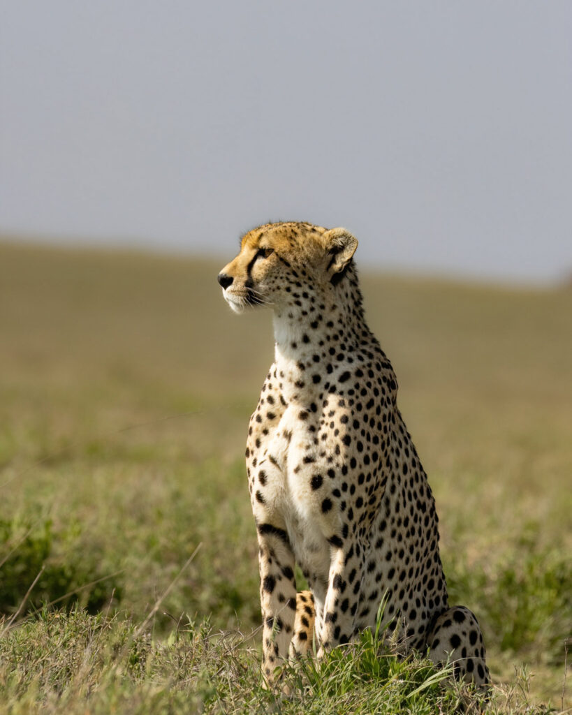 Tanzania Safari Tours in Serengeti National Park