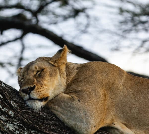 2 Days Tanzania Safari