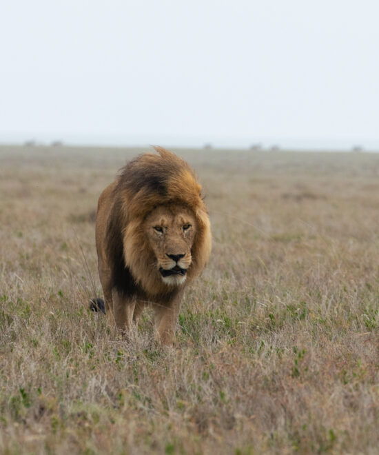 lion 