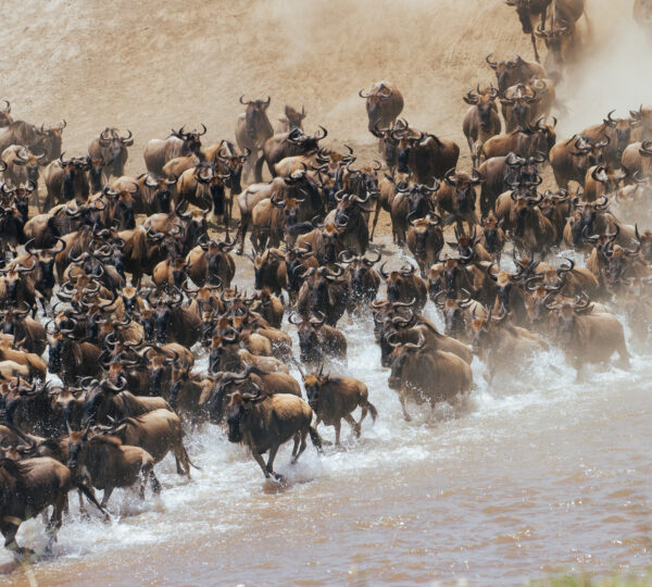 Tanzania safaris