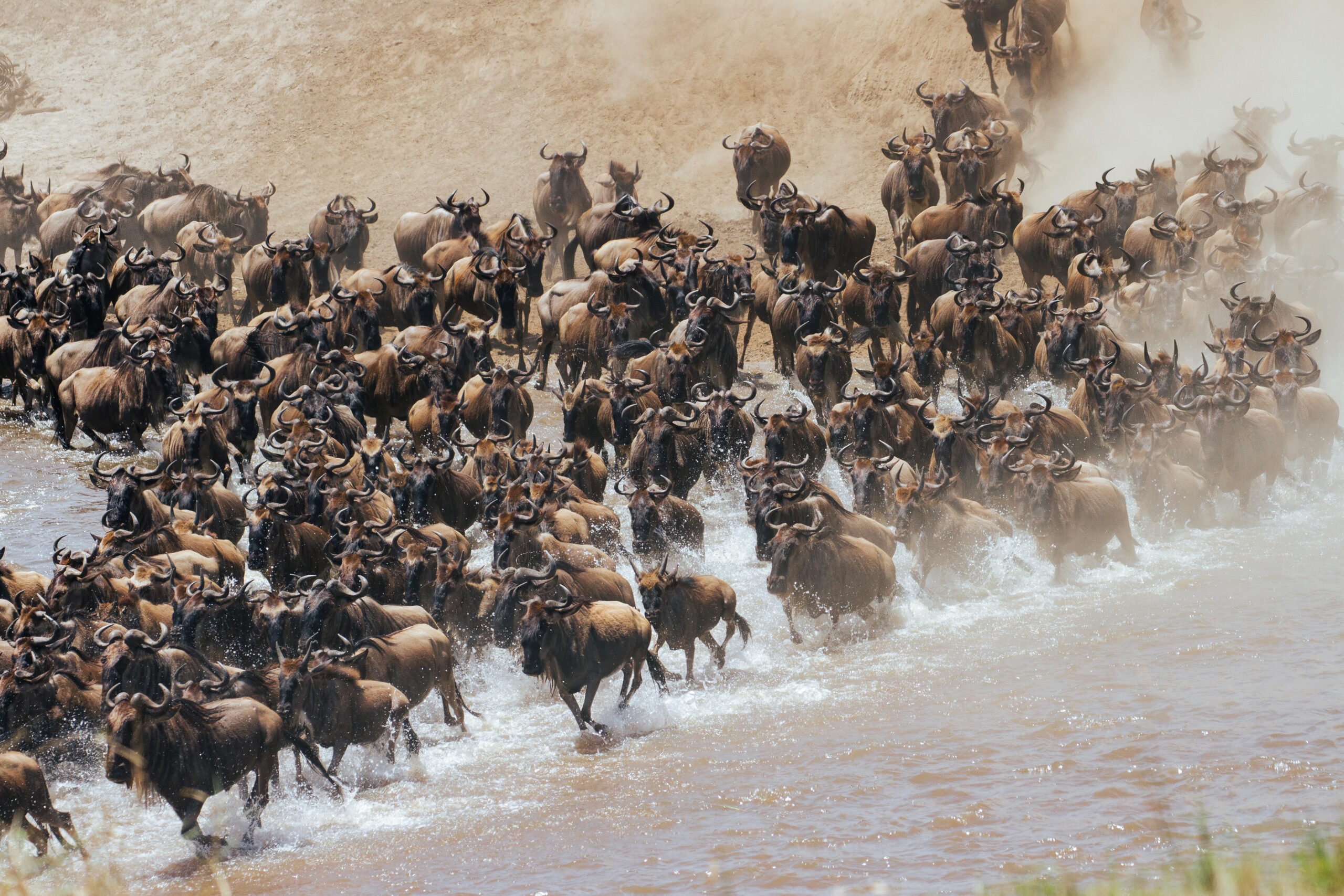 Tanzania safaris
