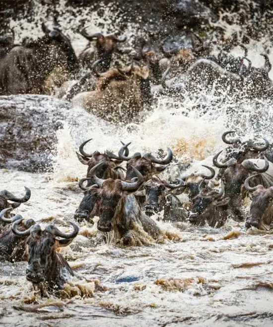 migration