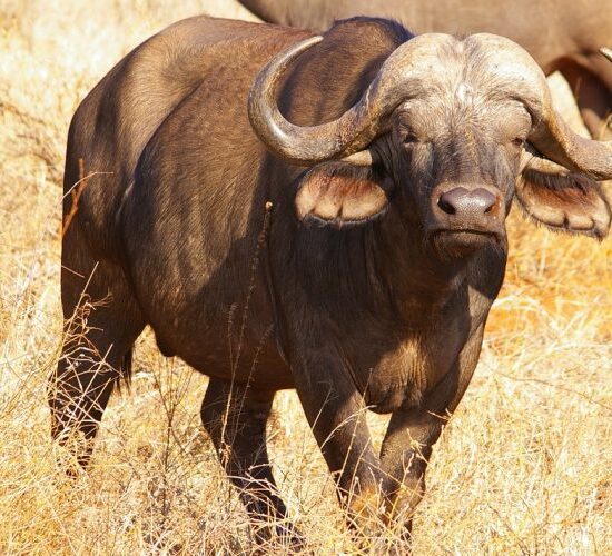 buffalo