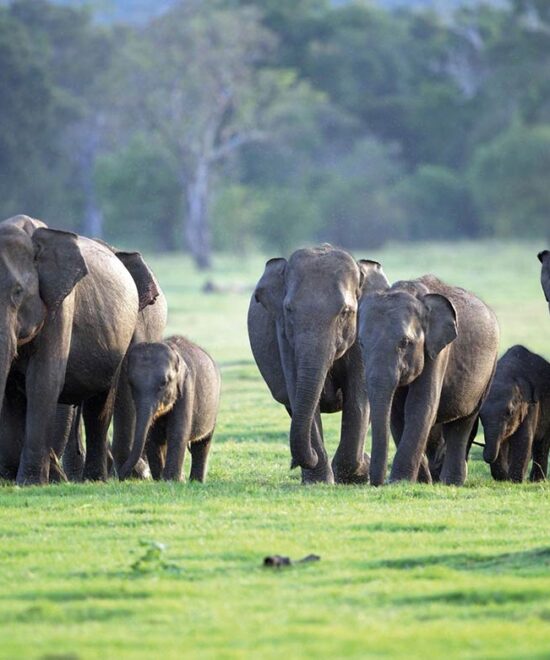 elephants
