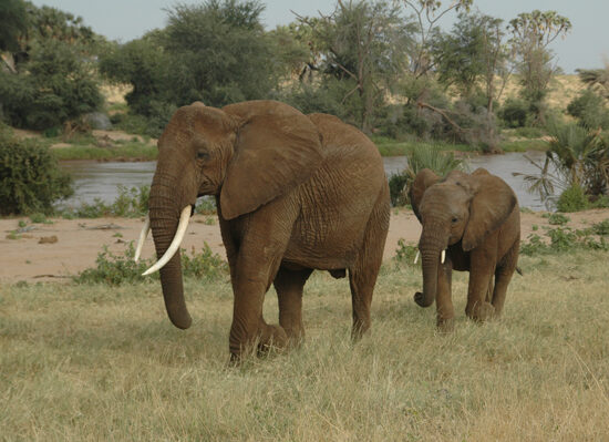 elephants
