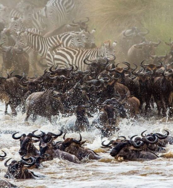 migration