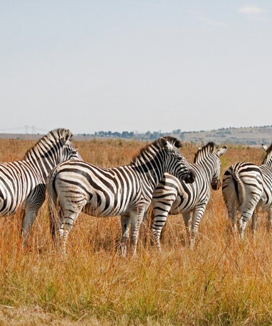 zebra